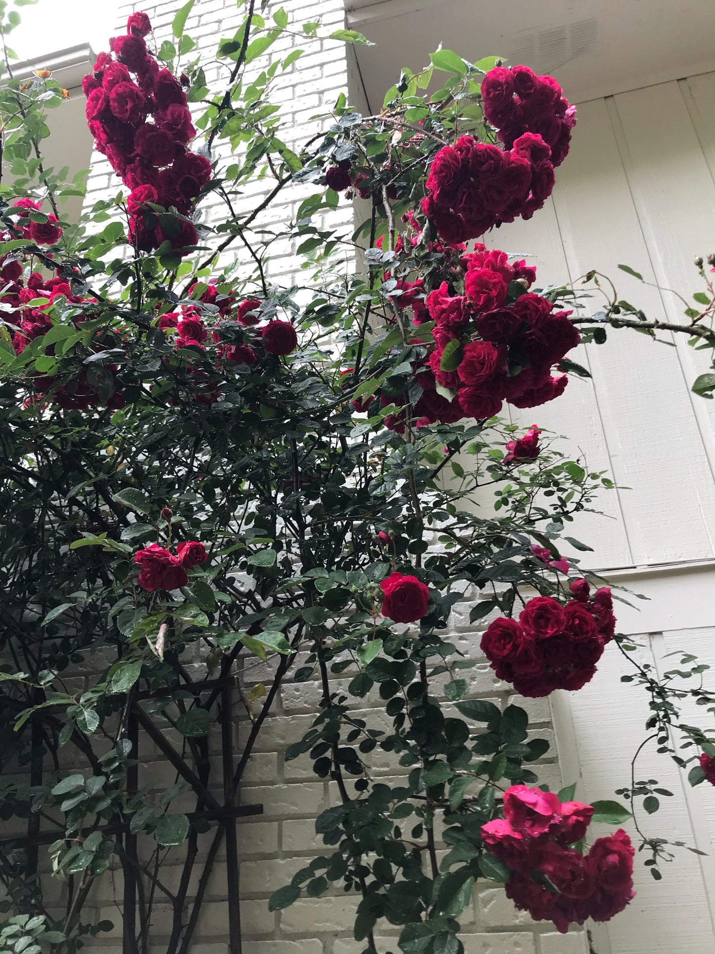 Climbing Roses Dark Red 3 Gallon  Installation/Plantings