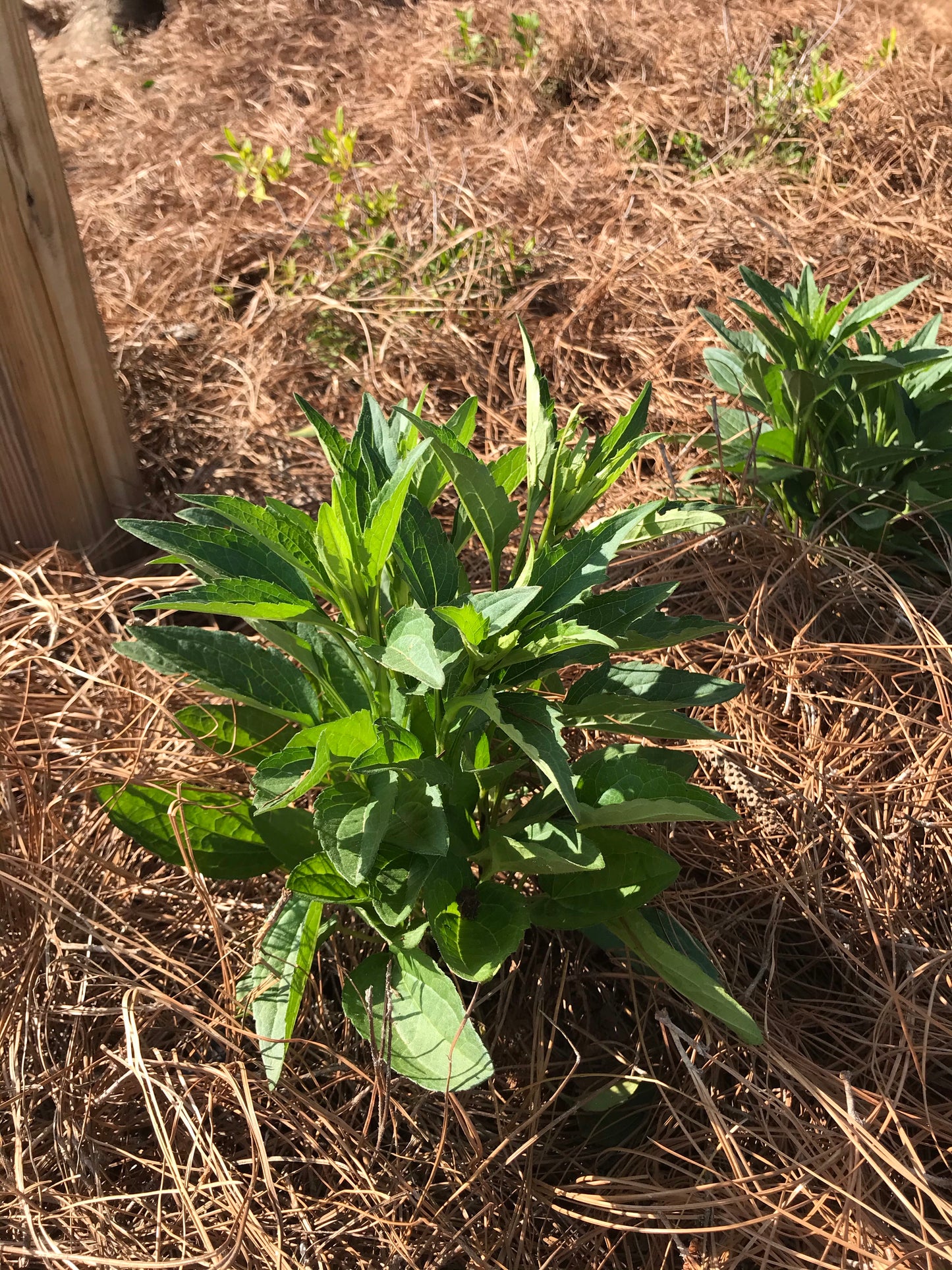 Black Susan Flower 1 to 3 Gallon Installation/Plantings