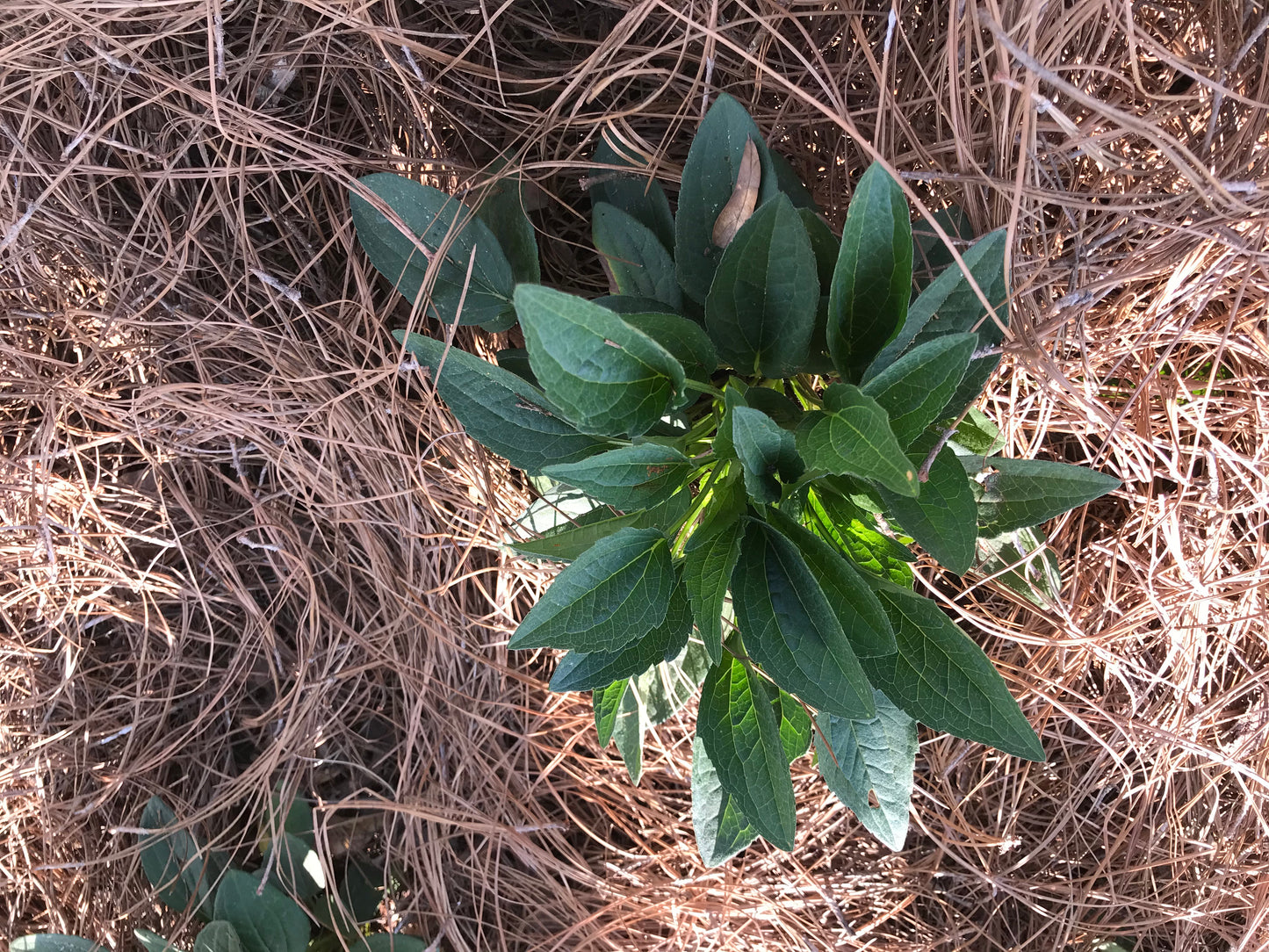 Black Susan Flower 1 to 3 Gallon Installation/Plantings