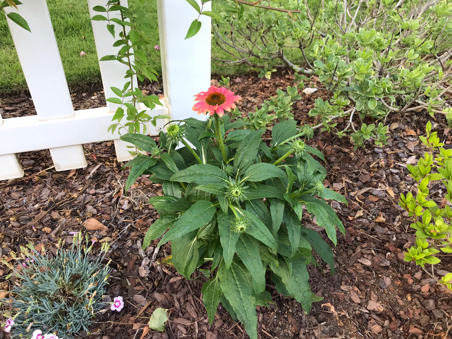 Black Susan Flower 1 to 3 Gallon Installation/Plantings