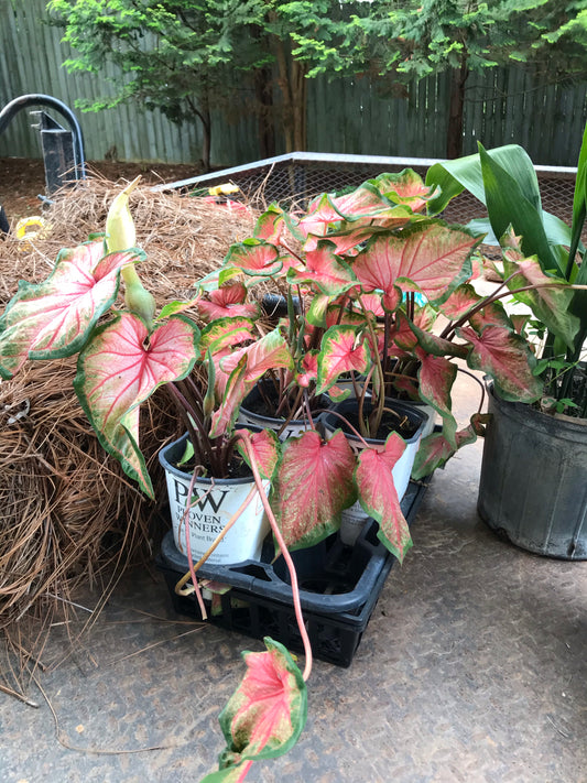Pw Wonder Caladium 1 Gallon Installation/Plantings