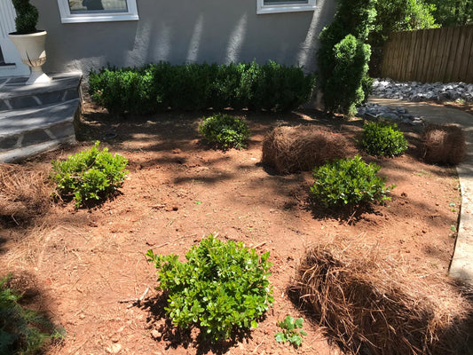 Encore Azalea Autumn Angel White 3 Gallon Installation/Plantings