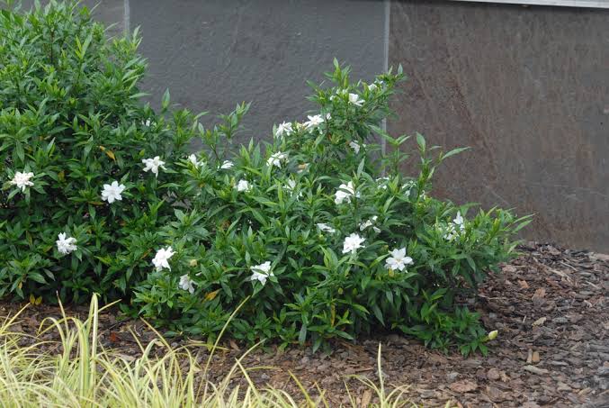 Creeping Gardenia 5 to 3 Gallon Installation/Plantings