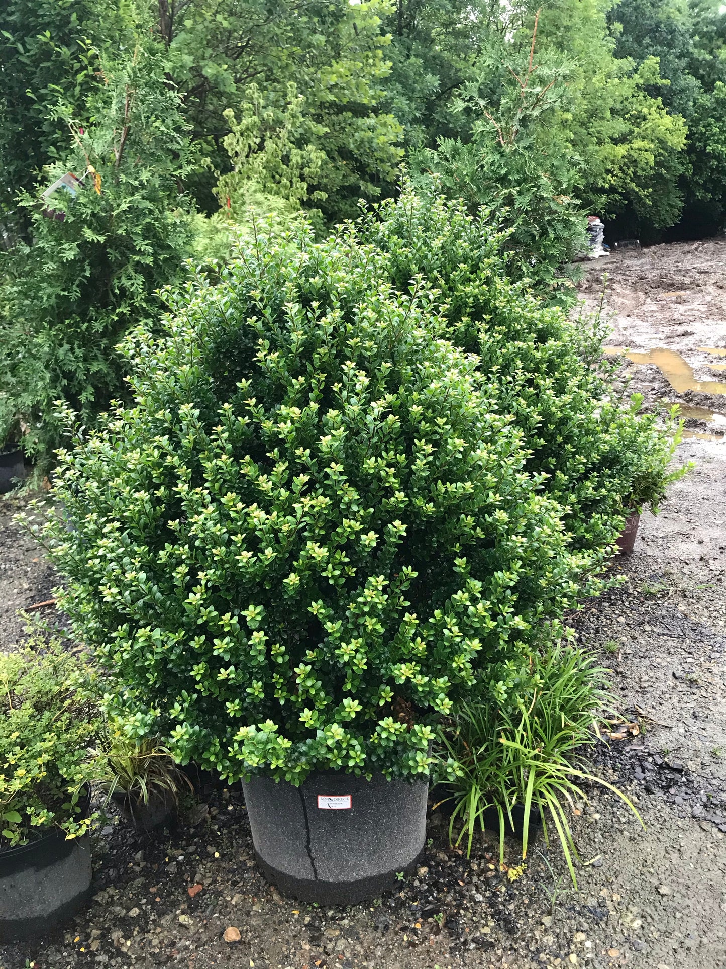 Ilex Steeds 15 Gallon Installation/Plantings