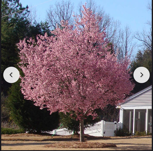 15gal  Okame Cherry PINK Installation/Tree