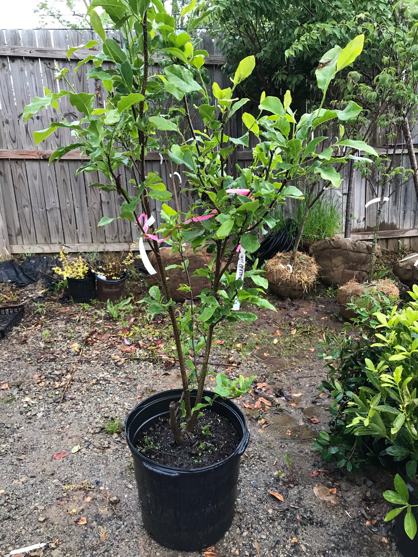 Jane Magnolia 15 Gallon  Installation/Tree