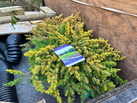 Golden Pacific Juniper 3G Installation/Plantings