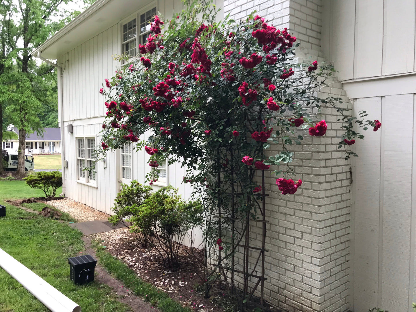 Climbing Roses Dark Red 3 Gallon  Installation/Plantings