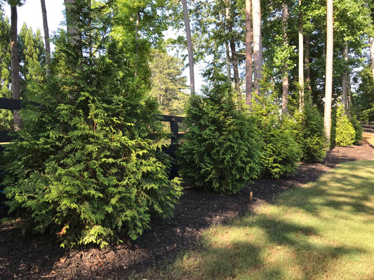 GREEN GIANT ARBORVITAE 30 Gallon Installation/Tree