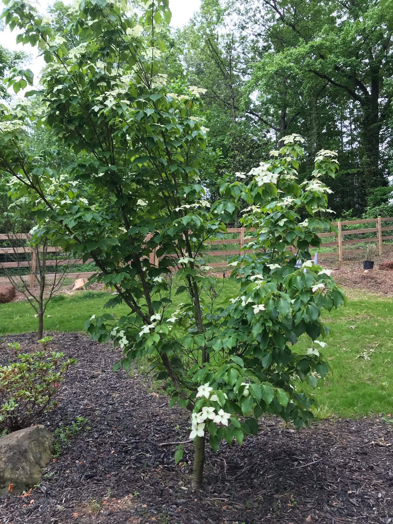 White Kousa Dogwood 1.5” to 2.0” Installation/Tree – bpartners.us