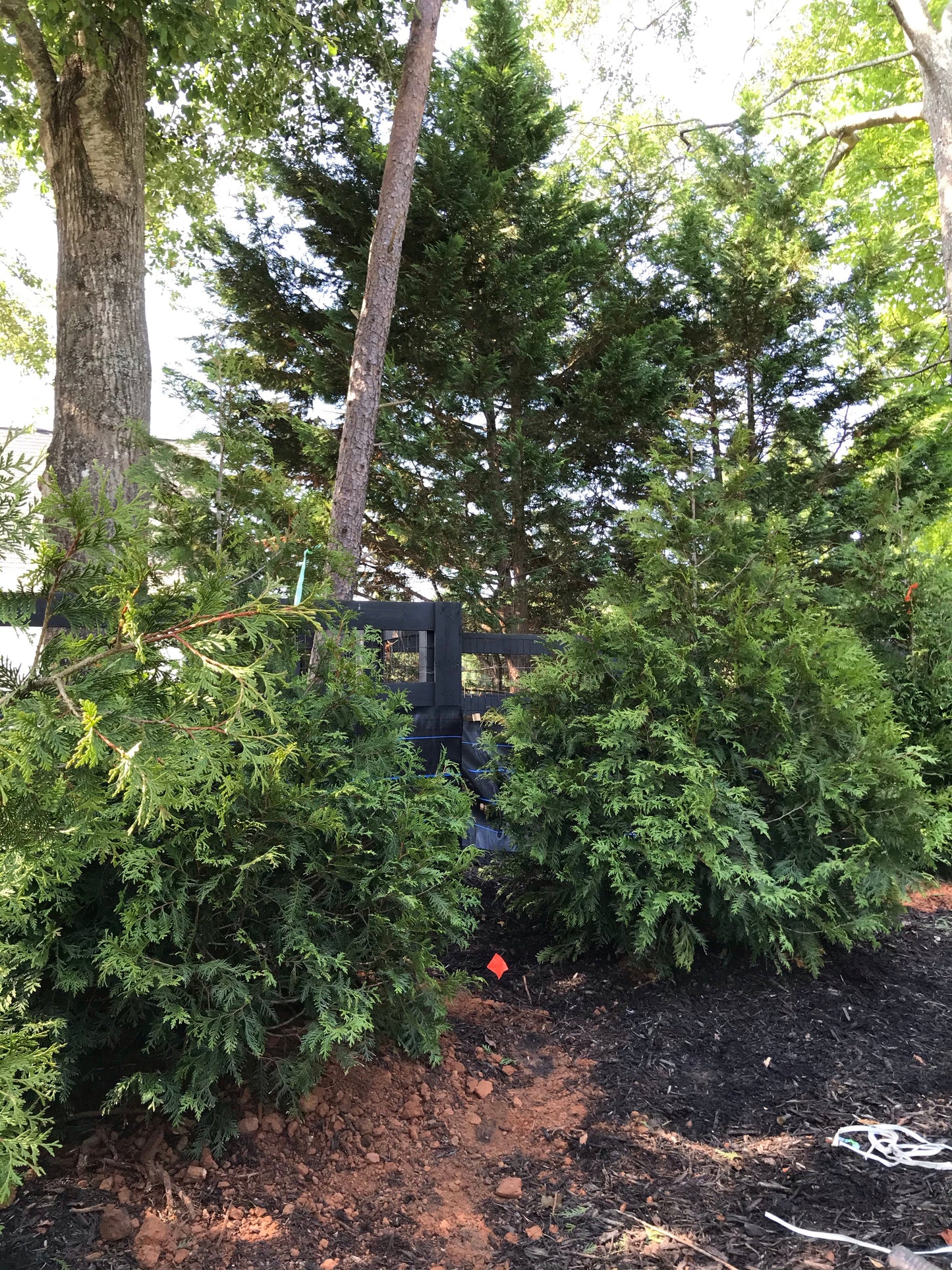 GREEN GIANT ARBORVITAE 15 Gallon Installation/Tree