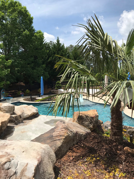 Trachycarplus Fortunei Chinese Winmill Palm 7 Ft Installation/Tree