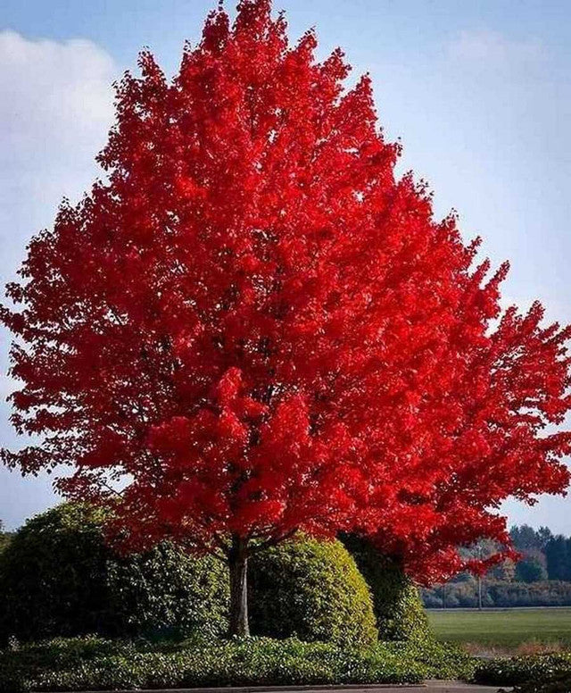 Glory Red Maple 2 inch Installation/Tree