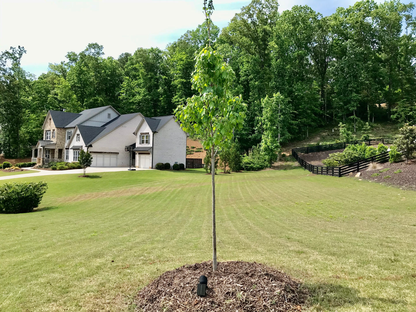 Glory Red Maple 2 inch Installation/Tree