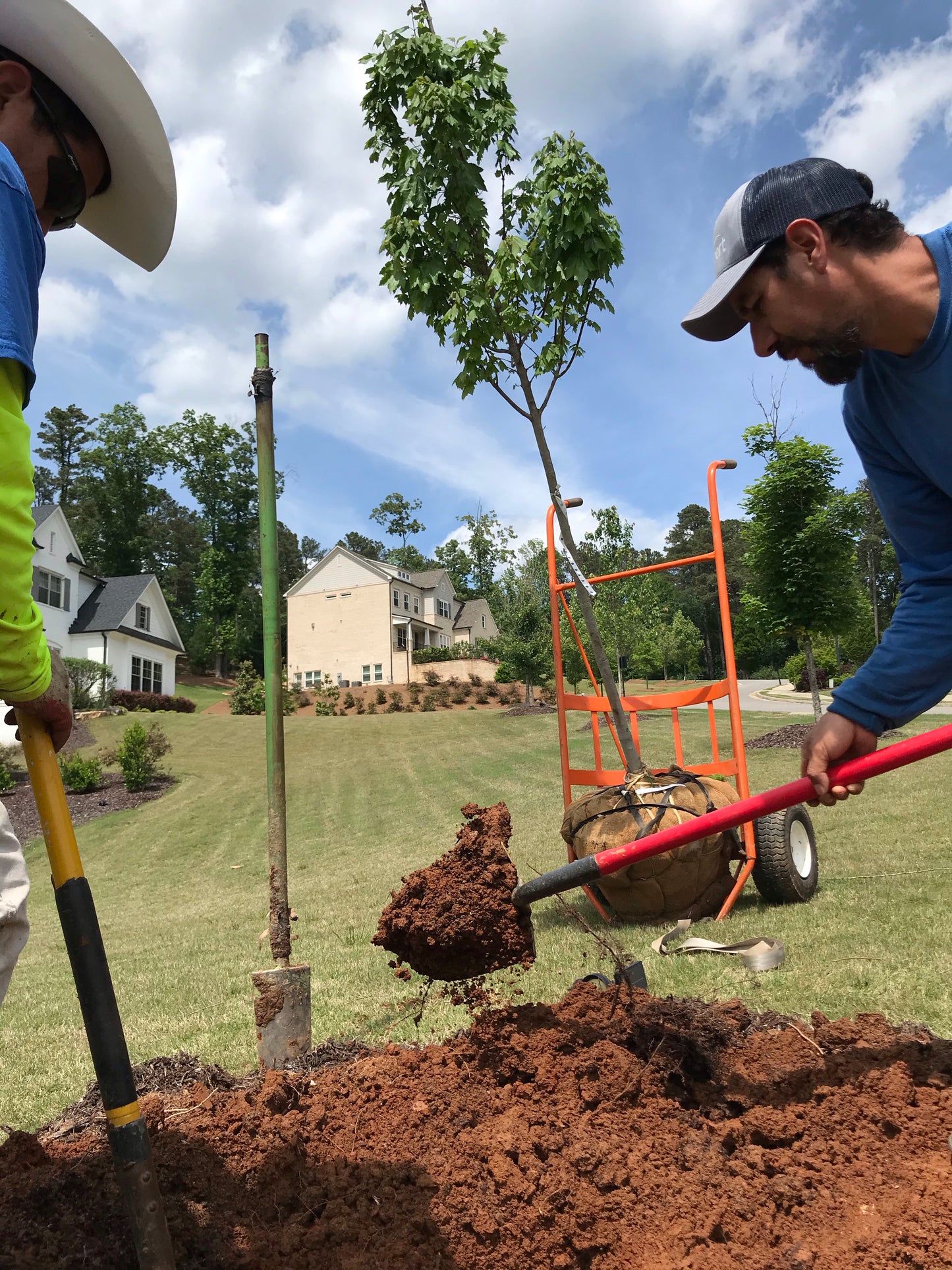 Glory Red Maple 2 inch Installation/Tree