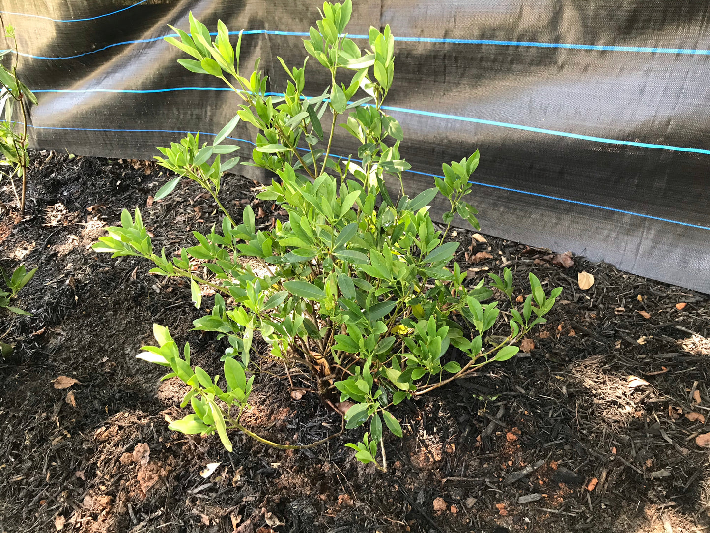 Yellow Anise 3 Gallon Installation/Plantings