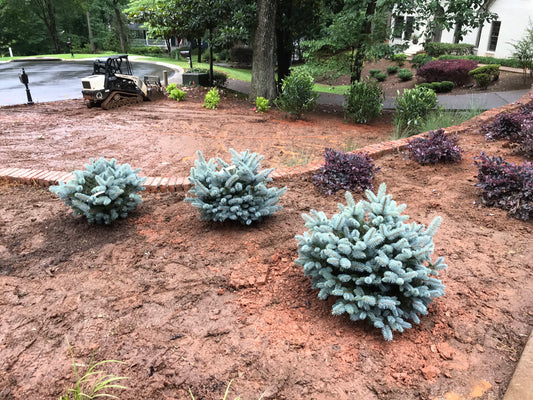 GLAUCA GLOBOSA SPRUCE Picea pungens 5 Gallon Installation/Plantings