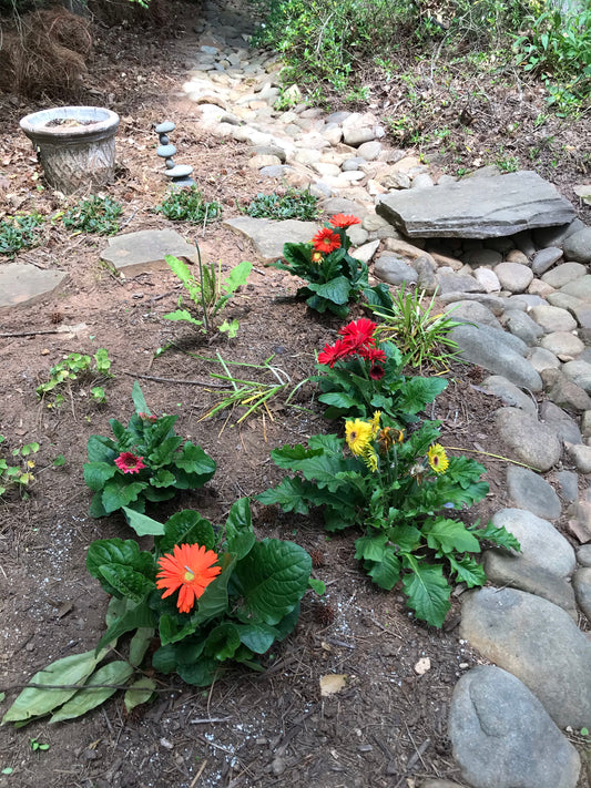 Coneflower 1 Gallon Installation/Plantings