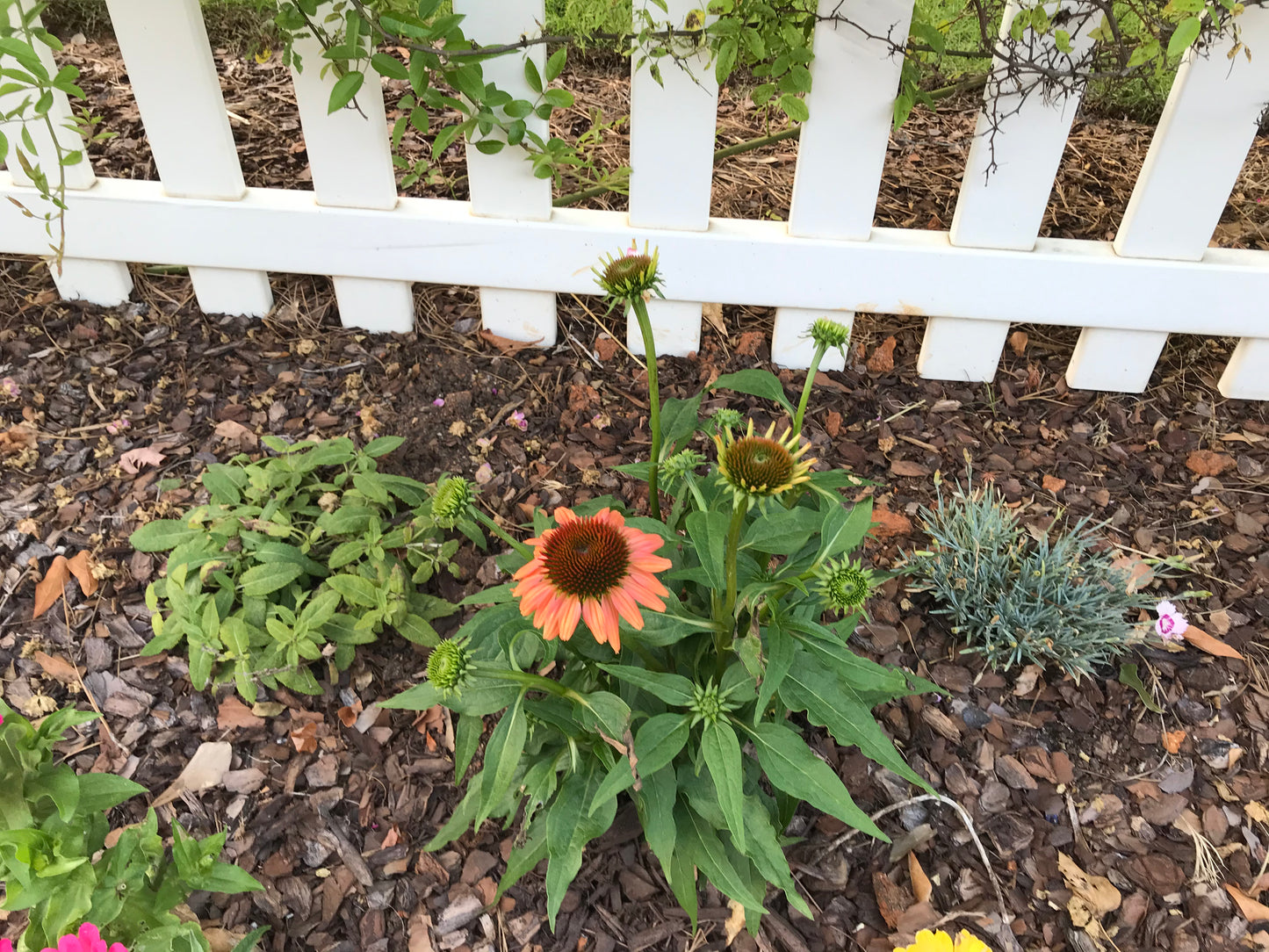 Black Susan Flower 1 to 3 Gallon Installation/Plantings