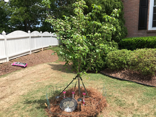 White Kousa Dogwood 1.5” to 2.0” Installation/Tree