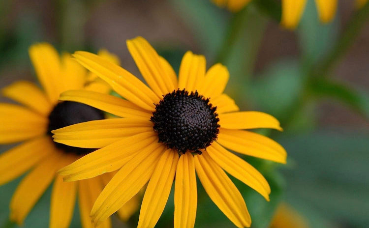 Black Susan Flower 1 to 3 Gallon Installation/Plantings