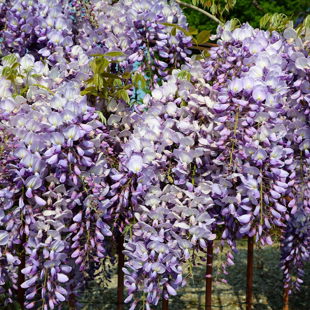 Amethyst Falls Wisteria Vine 3 Gallon Installation/Plantings