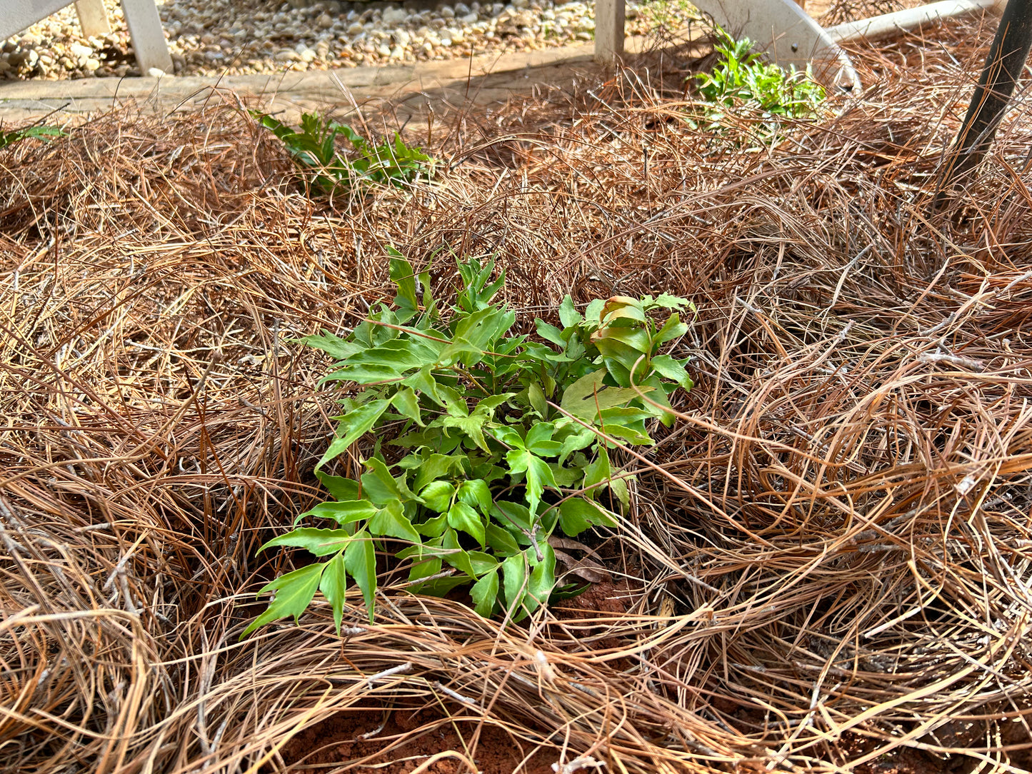 Japanese Holly 1 to 3 Gallon Installation/Plantings