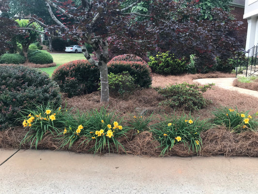 Daylilies 7 to 1 Gallon Installation/Extended Flower Production/Stella D Oro/