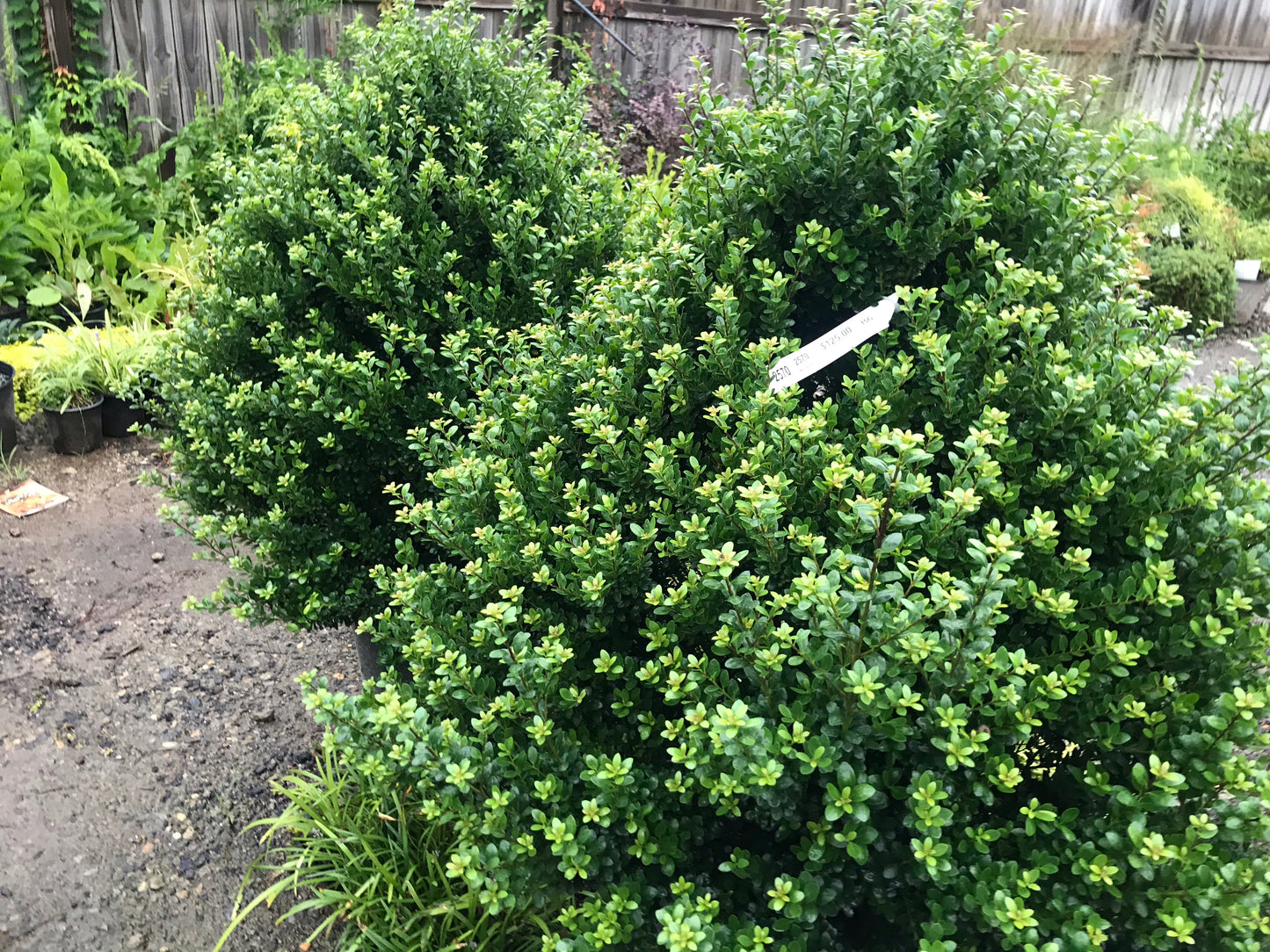 Ilex Steeds 15 Gallon Installation/Plantings