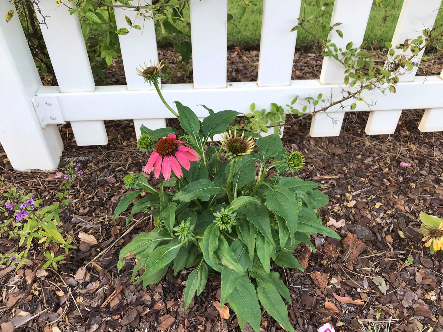 Black Susan Flower 1 to 3 Gallon Installation/Plantings