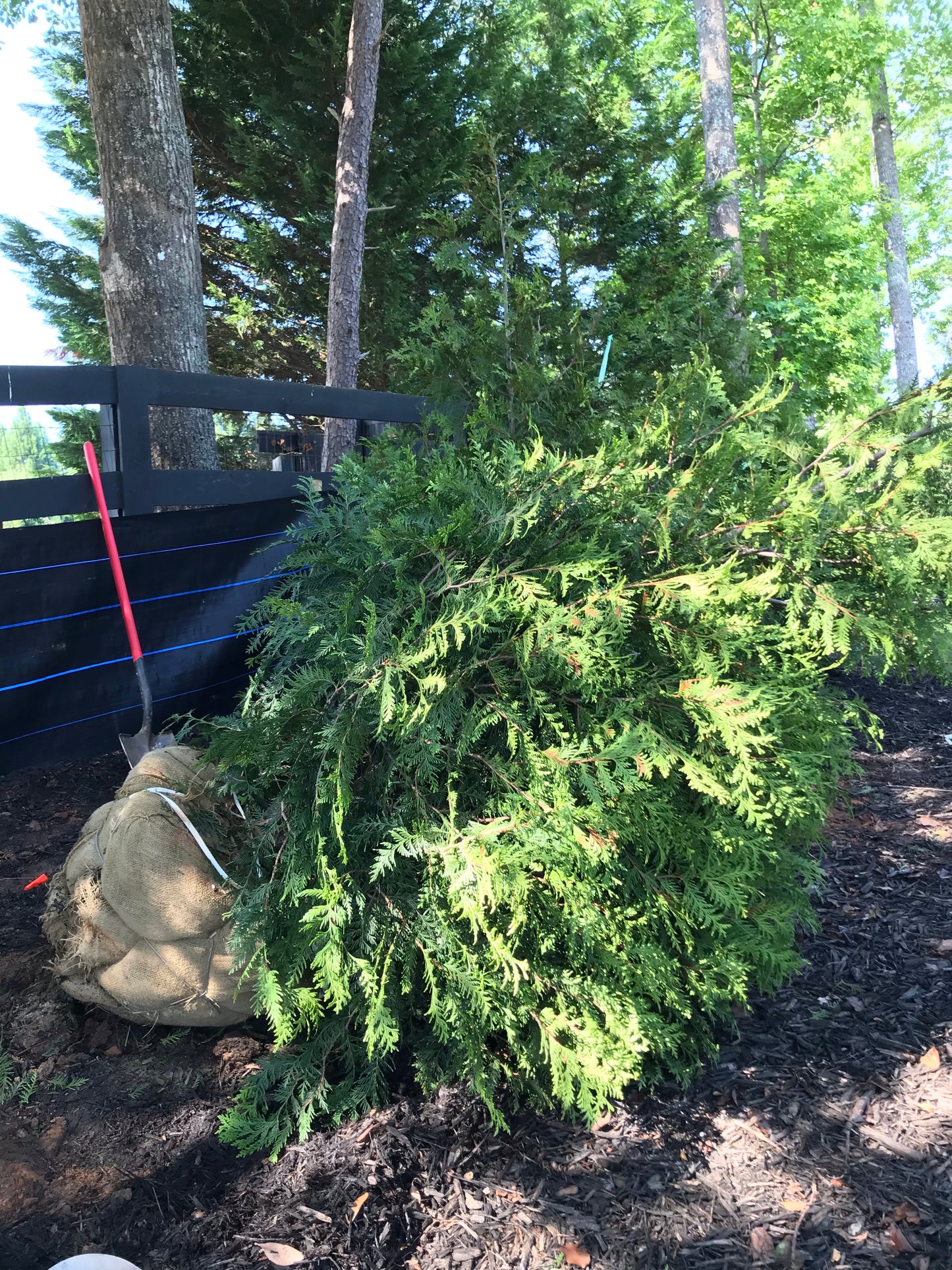 GREEN GIANT ARBORVITAE 5 to 8 feet Installation/Tree