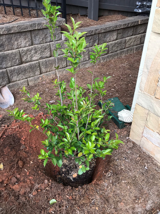Camellia Sasanqua Kanjiro 5 Gallon Installation/Plantings