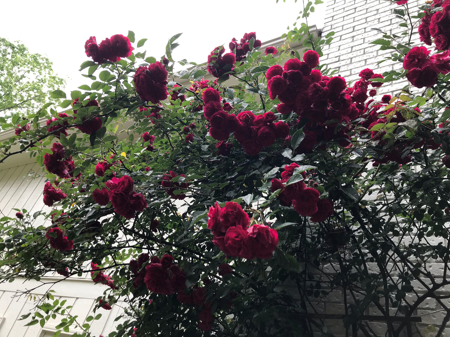 Climbing Roses Dark Red 3 Gallon  Installation/Plantings