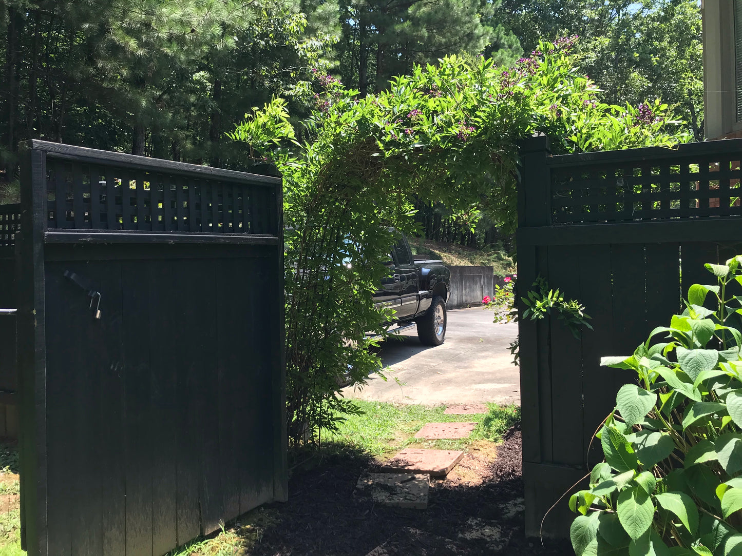 Amethyst Falls Wisteria Vine 3 Gallon Installation/Plantings