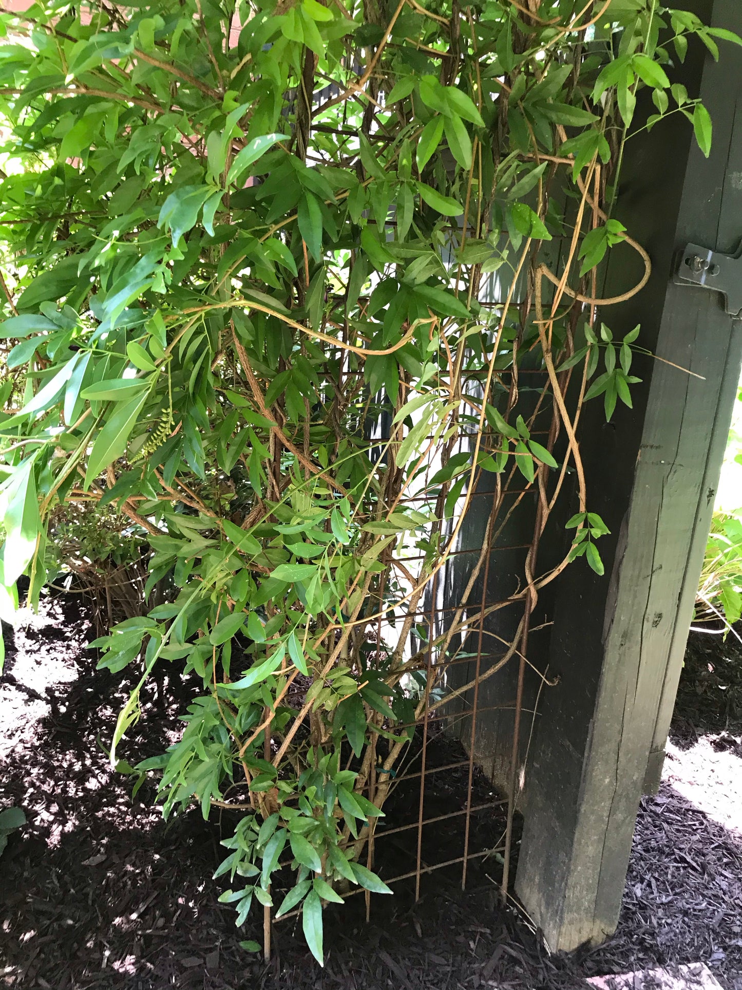 Amethyst Falls Wisteria Vine 3 Gallon Installation/Plantings