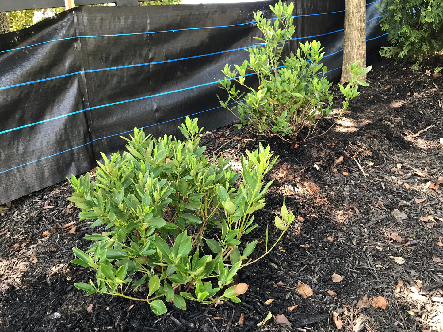 Yellow Anise 3 Gallon Installation/Plantings