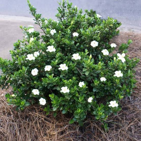 Creeping Gardenia 5 to 3 Gallon Installation/Plantings