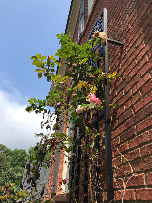 Climbing Roses Pink or White 3 Gallon  Installation/Plantings