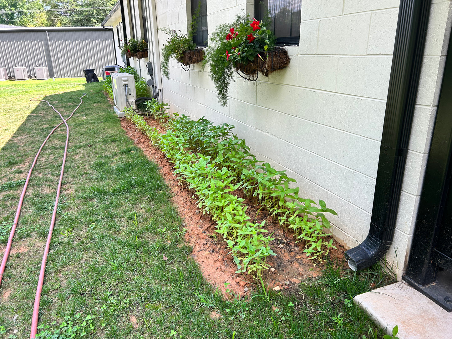 Zinnia Seeds /Extended Flower Production/Victory Garden/NatureZ edge