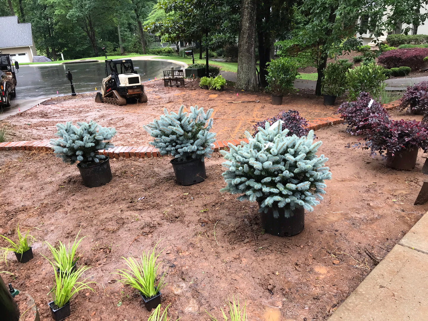 GLAUCA GLOBOSA SPRUCE Picea pungens 5 Gallon Installation/Plantings