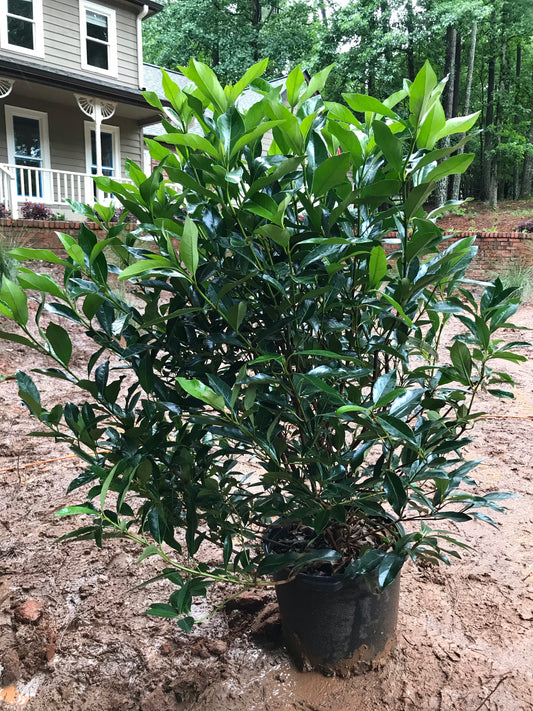 Chindo Viburnum 15 Gallon Installation/Plantings