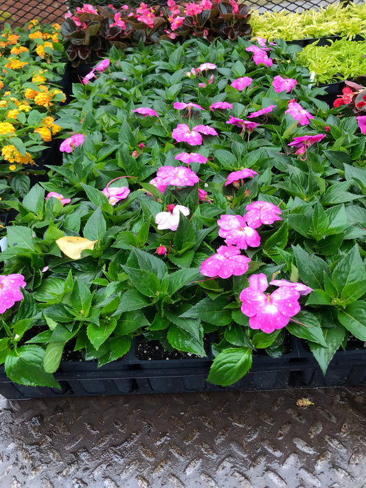 Flats of Hot Pink (Sunpatien) Installation /Seasonal Landscape Flowers