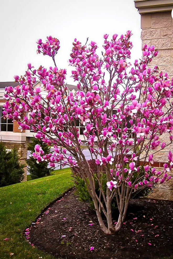 Ann Japanese Magnolia 7 Gallon  Installation/Tree