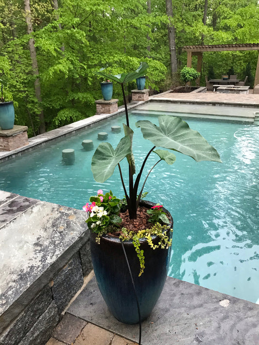 1Gal Black Magic Installation/Plantings