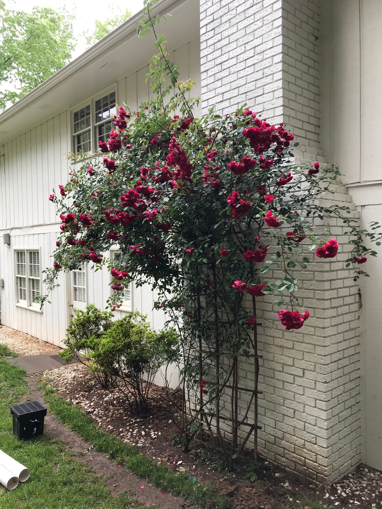 Climbing Roses Dark Red 3 Gallon  Installation/Plantings