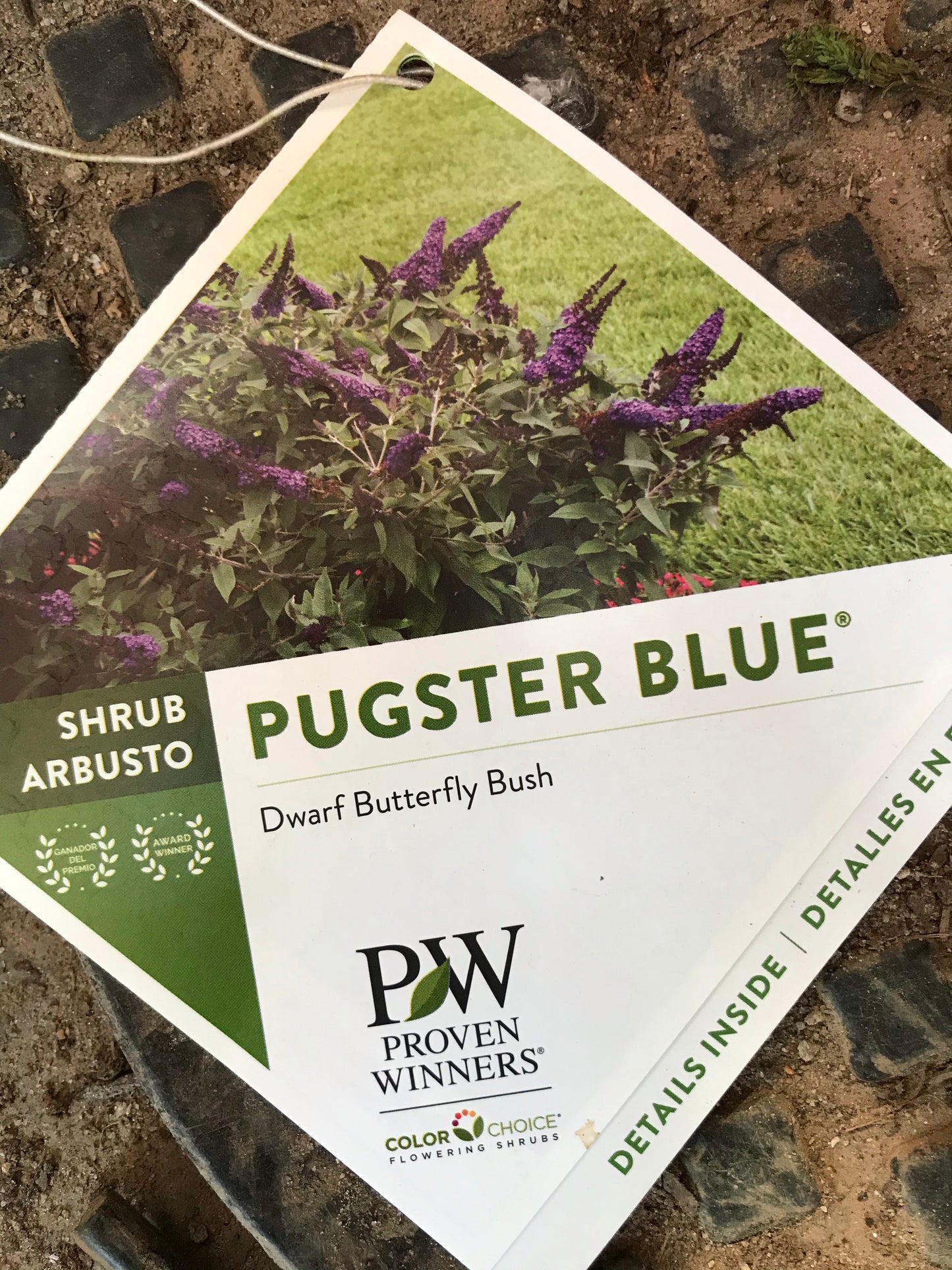 Pugster Blue 3 Gallon  Installation/Plantings