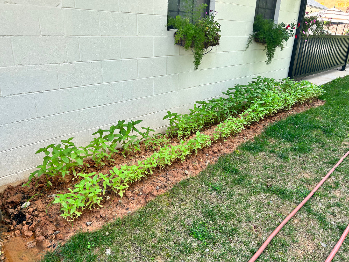 Zinnia Seeds /Extended Flower Production/Victory Garden/NatureZ edge