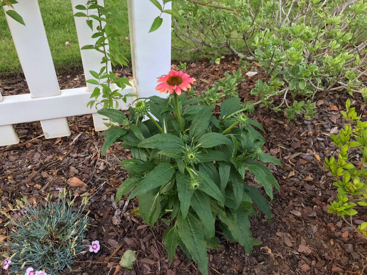 Black Susan Flower 1 to 3 Gallon Installation/Plantings