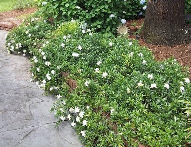 Creeping Gardenia 5 to 3 Gallon Installation/Plantings