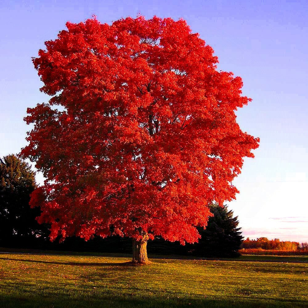 Glory Red Maple 2 inch Installation/Tree